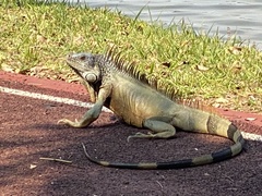 Iguana iguana
