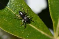 Heliophanus cupreus