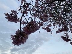 Tabebuia rosea