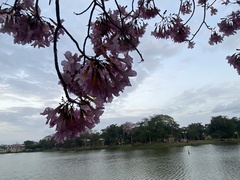 Tabebuia rosea