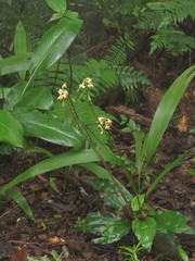 Calanthe