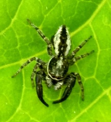 Pseudicius encarpatus