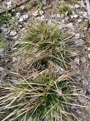 Lullula arborea