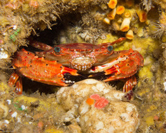Goniosupradens hawaiensis