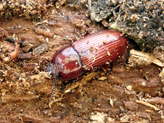 Uloma culinaris