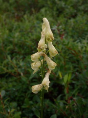 Aconitum ranunculoides