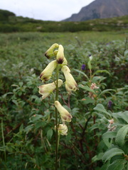 Aconitum ranunculoides