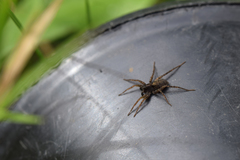 Pardosa