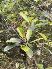 Photinia raupingensis