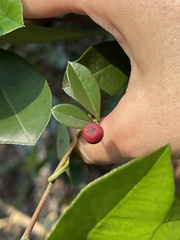 Photinia raupingensis