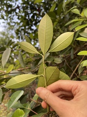 Photinia raupingensis