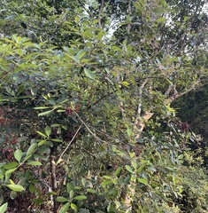 Photinia raupingensis