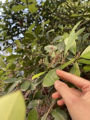 Photinia raupingensis