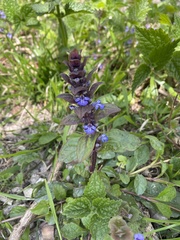 Ajuga reptans