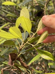 Photinia raupingensis
