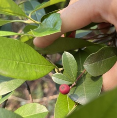 Photinia raupingensis