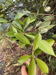 Photinia raupingensis