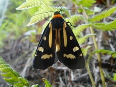 Macrobrochis notabilis