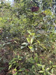 Photinia raupingensis