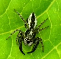 Pseudicius encarpatus