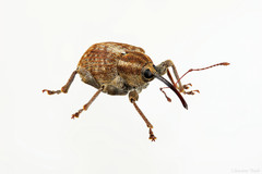 Curculio obtusus