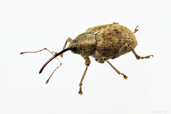 Curculio obtusus