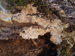 Rigidoporus corticola