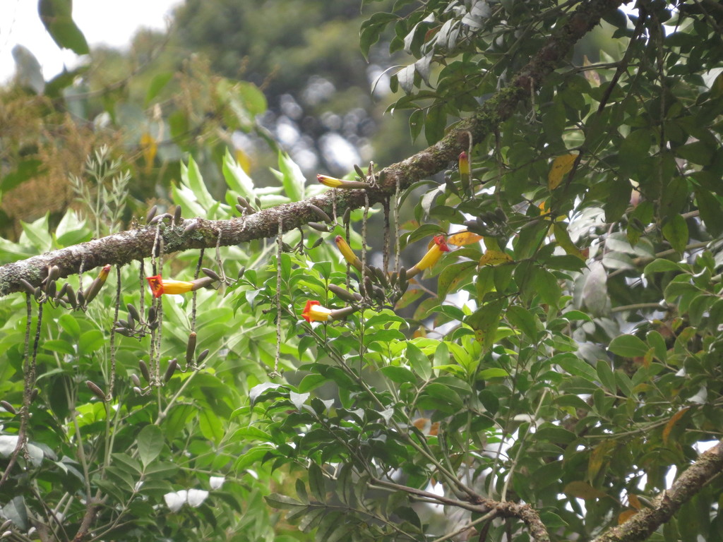 Radermachera ramiflora