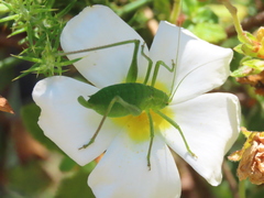Odontura glabricauda