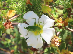 Odontura glabricauda