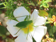Odontura glabricauda