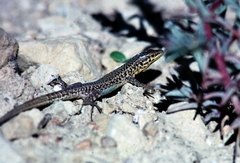 Podarcis filfolensis maltensis