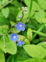 Omphalodes nitida