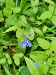Omphalodes nitida