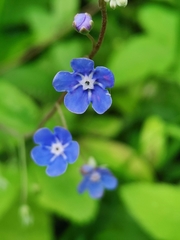 Omphalodes nitida