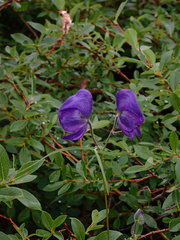 Aconitum ambiguum