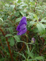 Aconitum ambiguum