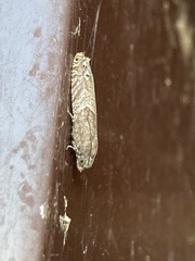 Pseudexentera mali