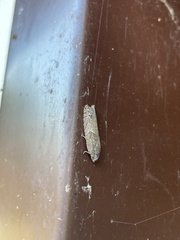 Pseudexentera mali