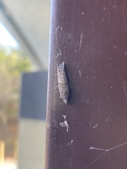 Pseudexentera mali