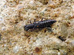 Stenus bimaculatus
