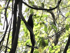 Phaenicophaeus sumatranus