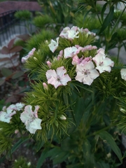 Dianthus barbatus