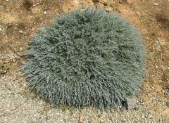 Teucrium subspinosum