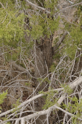 Image of Juniperus coahuilensis by (c) Eric Knight, some rights reserved (CC BY)
