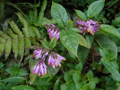 Polygala karensium
