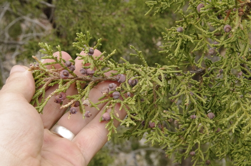 Image of Juniperus coahuilensis by (c) Eric Knight, some rights reserved (CC BY)