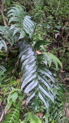 Cyrtomium devexiscapulae