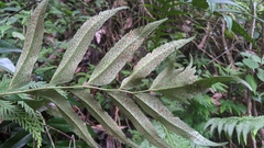 Cyrtomium devexiscapulae