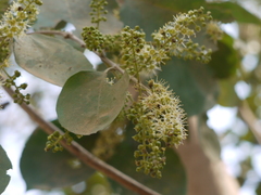 Combretum albidum